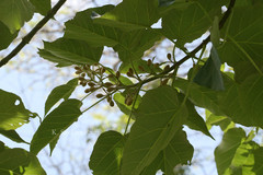 Paulownia tomentosa